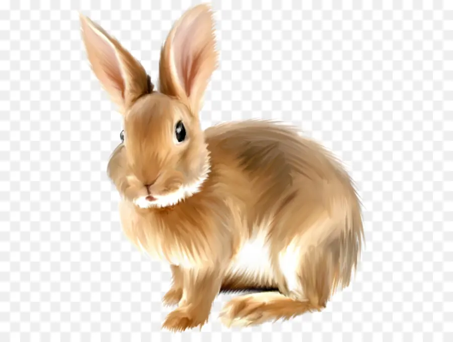 Lapin Blanc，Lapin PNG