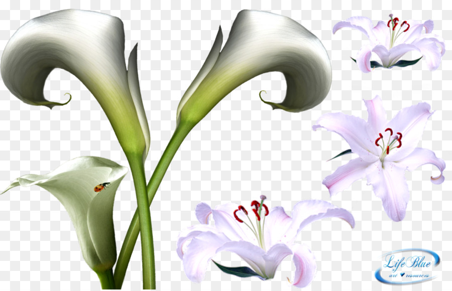 Fleur，L Art PNG