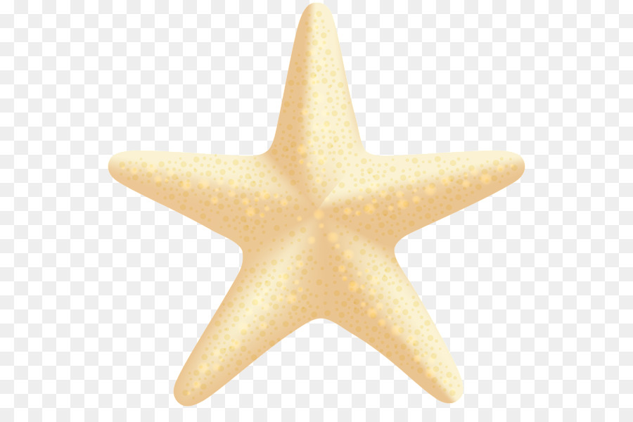 Les étoiles De Mer，Les Invertébrés PNG
