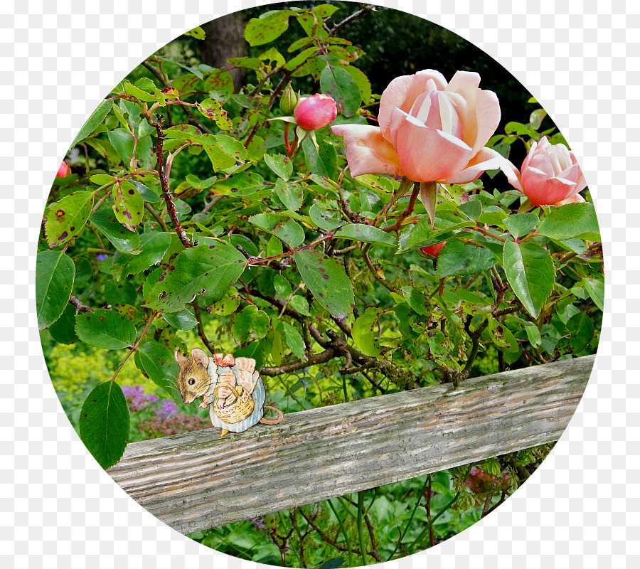 Roses Centifolia，Des Rosacées PNG