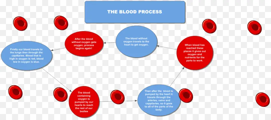 Diagramme Du Processus Sanguin，Globules Rouges PNG