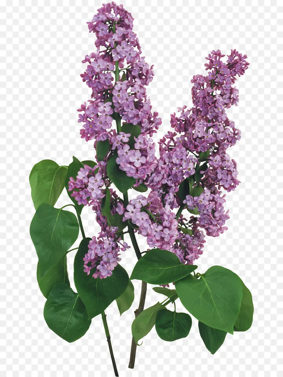 Lilas，Fleur PNG