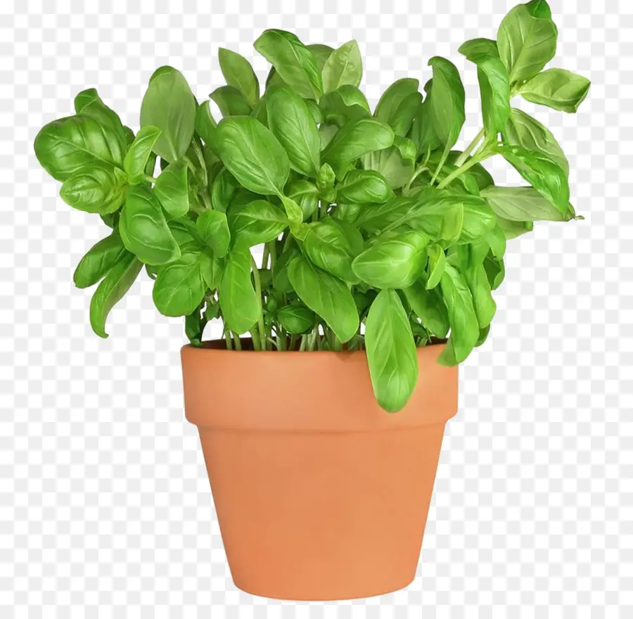 Plante En Pot，Vert PNG