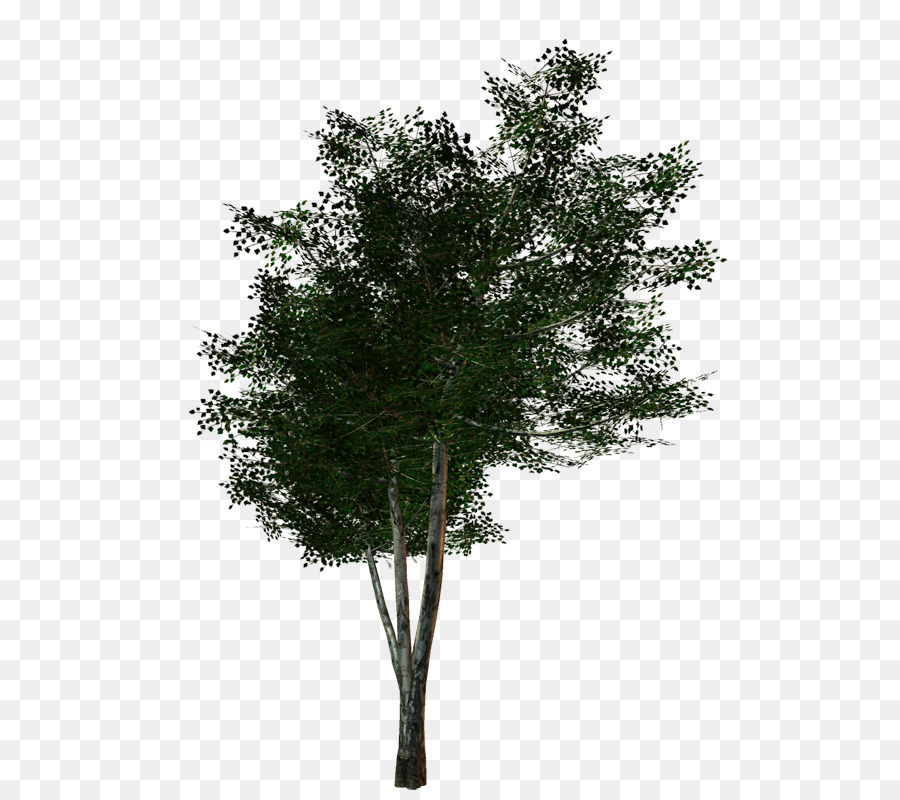 Arbre En Pot，Usine PNG