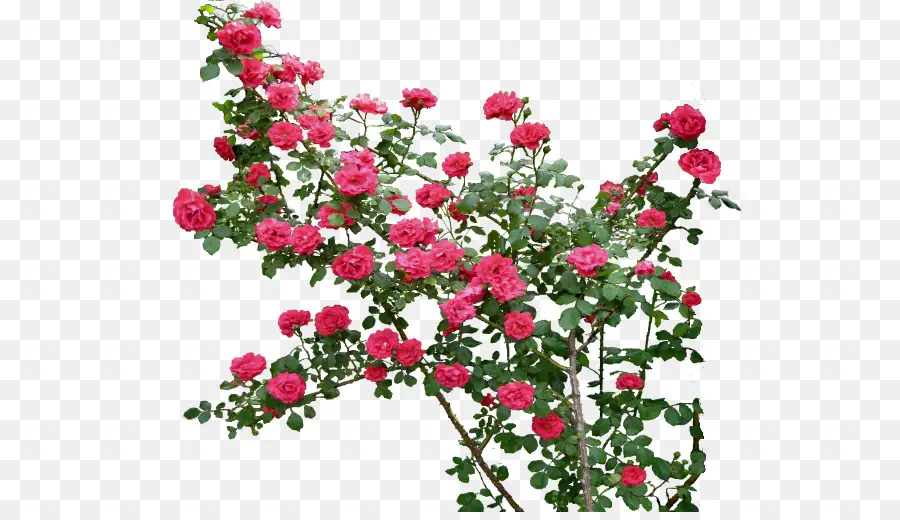 Roses Rouges，Floraison PNG