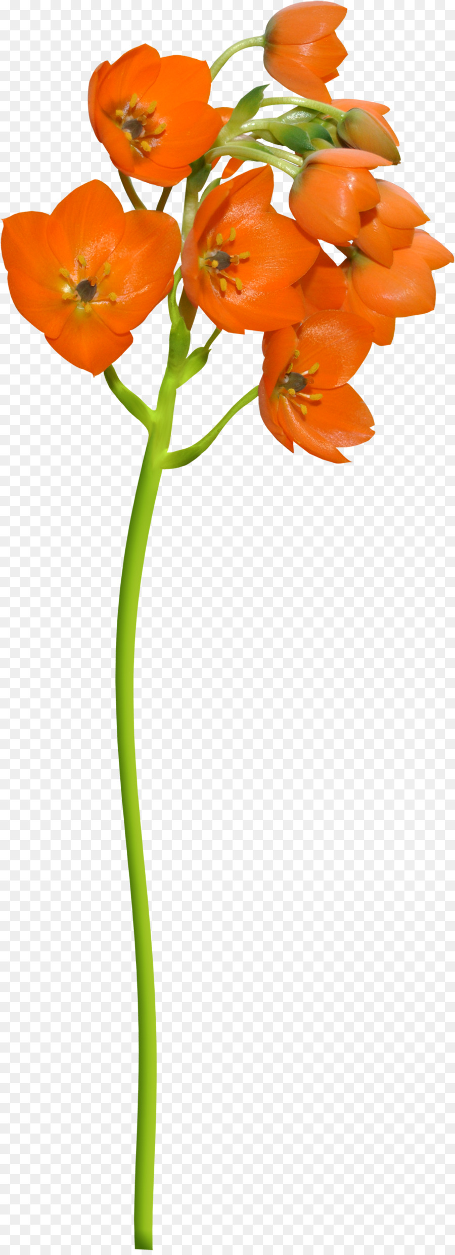 Fleur，Les Fleurs Coupées PNG