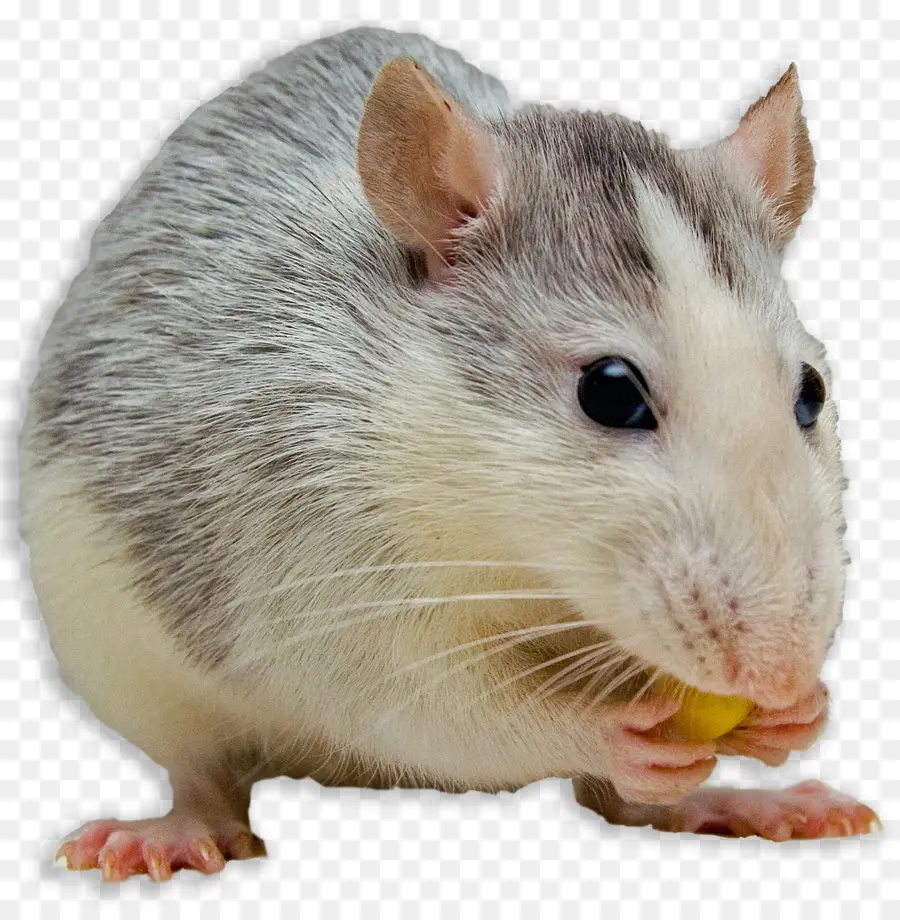 Souris，Rat Noir PNG