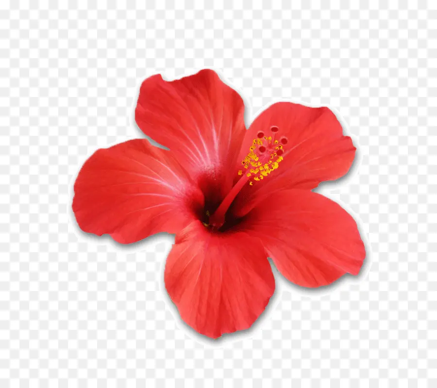 Hibiscus Rose，Pétales PNG