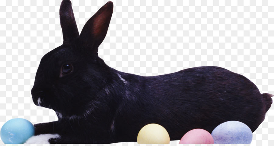 Lapin Noir，Oeufs De Pâques PNG