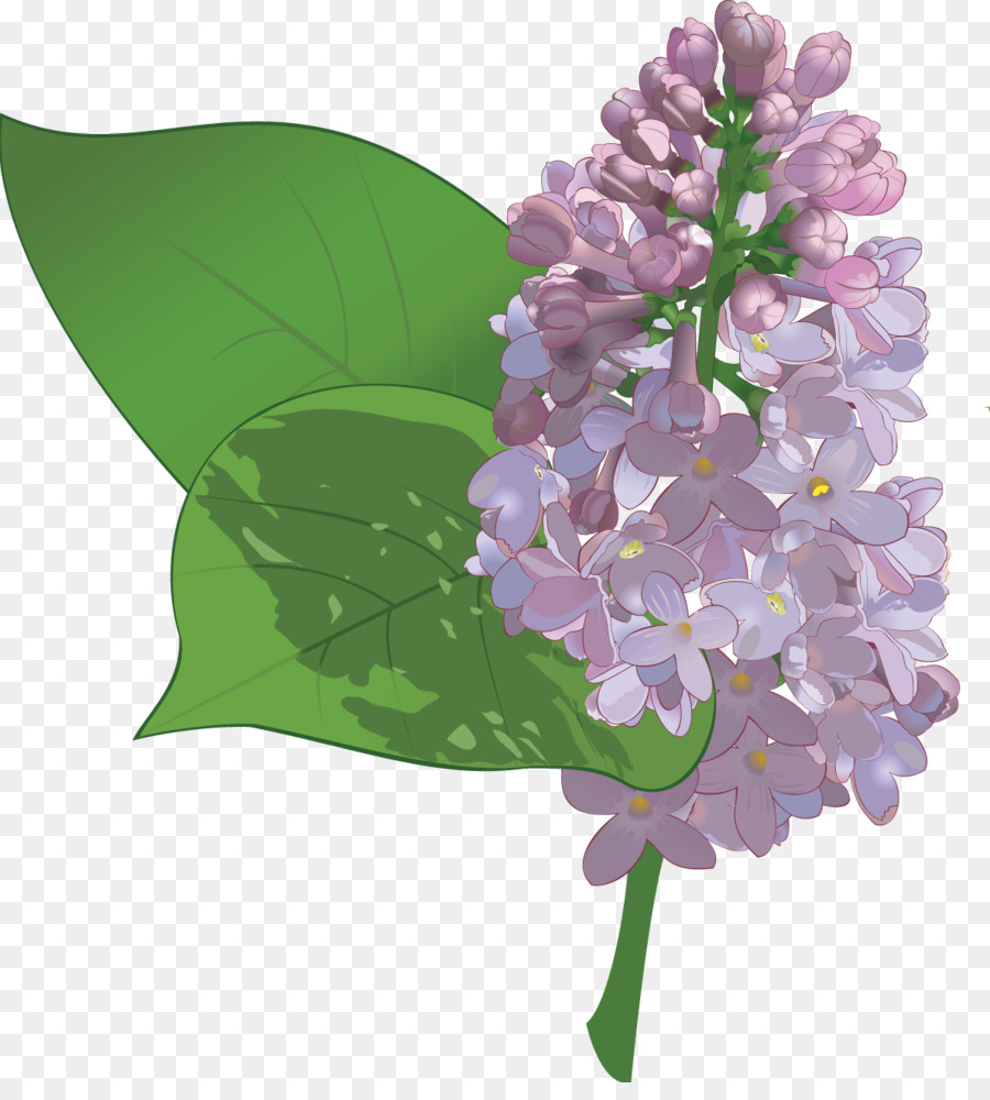 Fleur，Lilas PNG