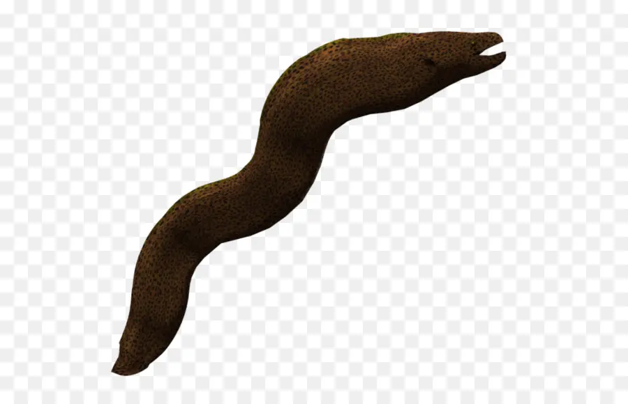 Anguille，Anguille Moray PNG