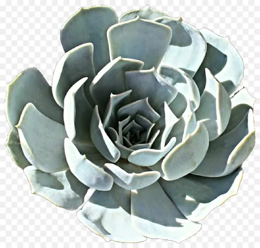 Succulente Blanche，Écheveria PNG