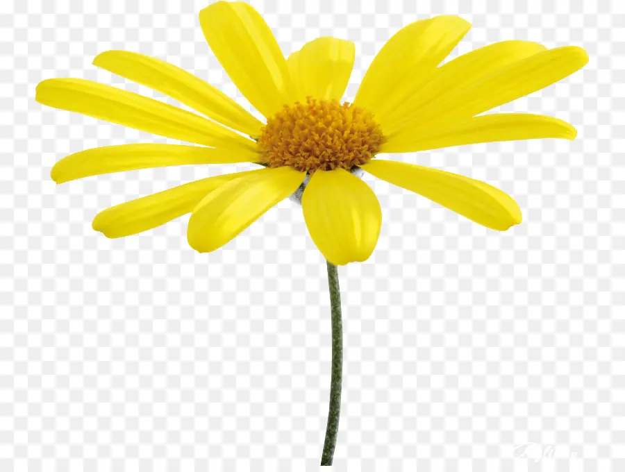 Fleur，Jaune PNG