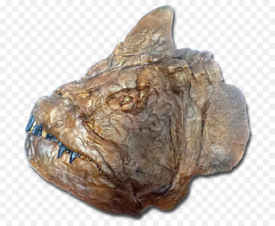 Tête De Poisson Fossilisée，Préhistorique PNG