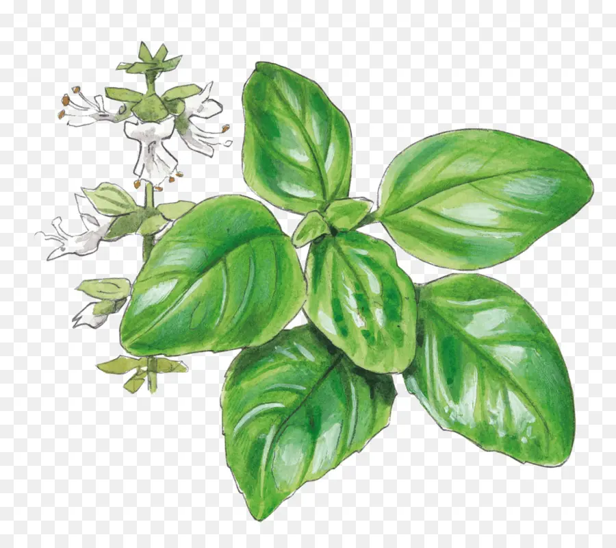 Basilic，Plante Aromatique PNG