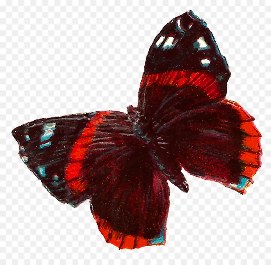 Papillon Coloré，Papillon PNG