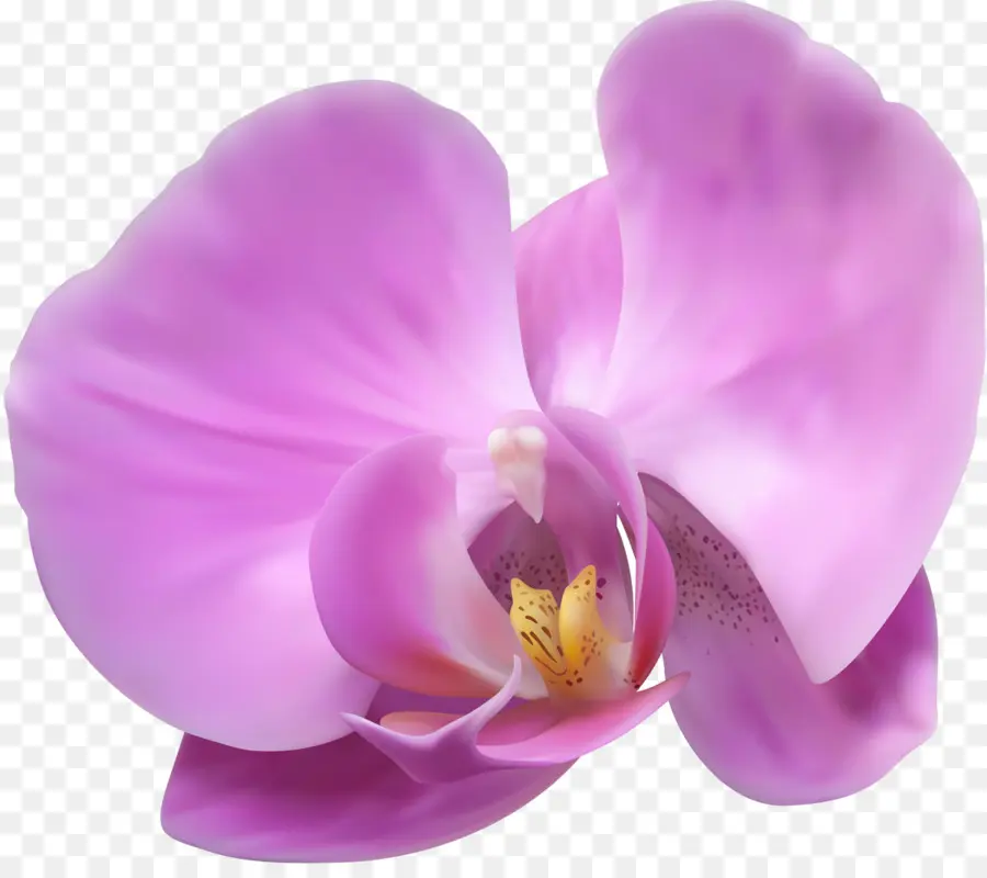 Orchidées，Fleur PNG