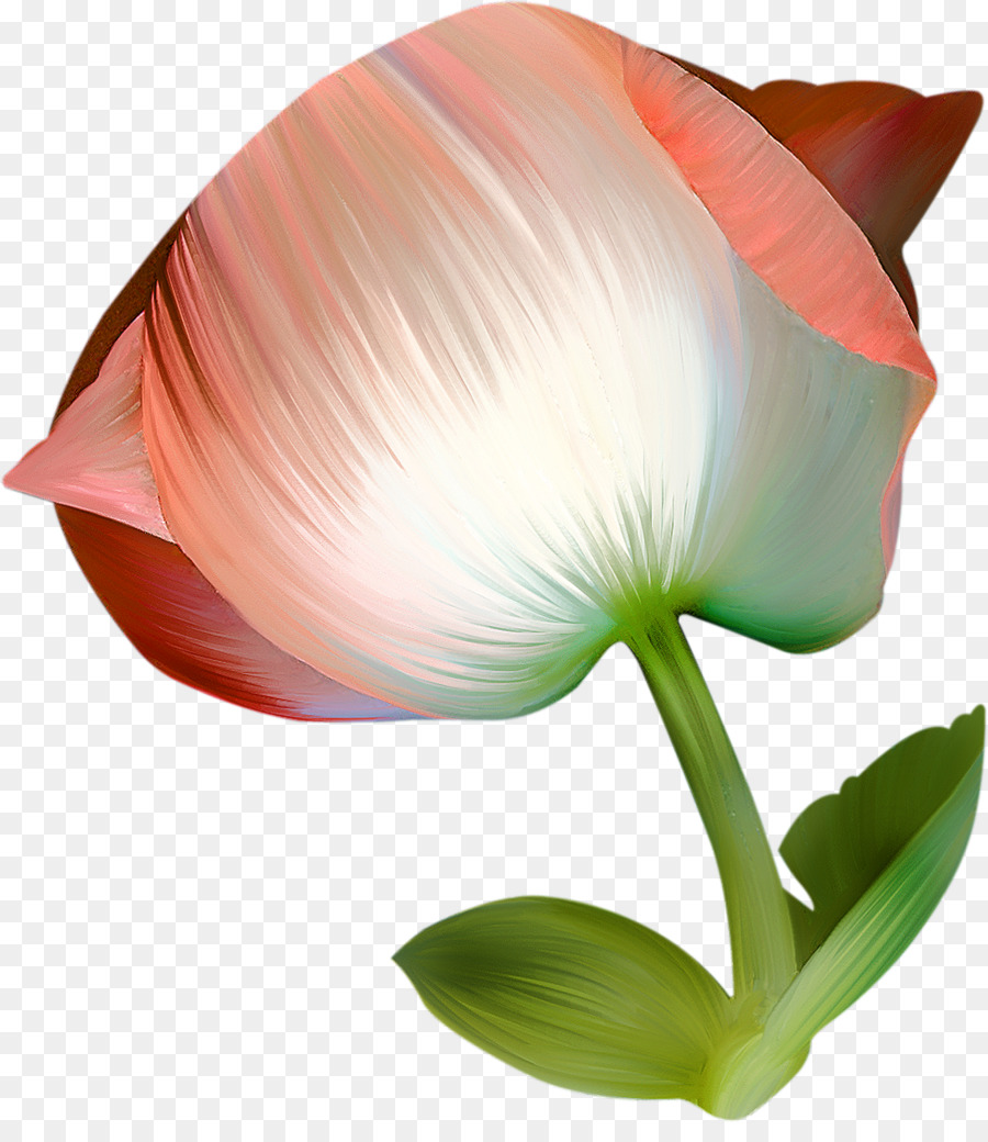 Fleur，Vecteur PNG