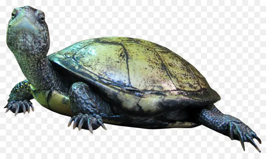 Tortue，Reptile PNG