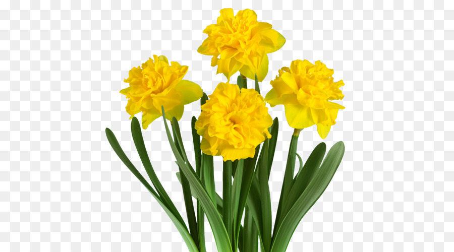 Tulipes Jaunes，Tulipes PNG