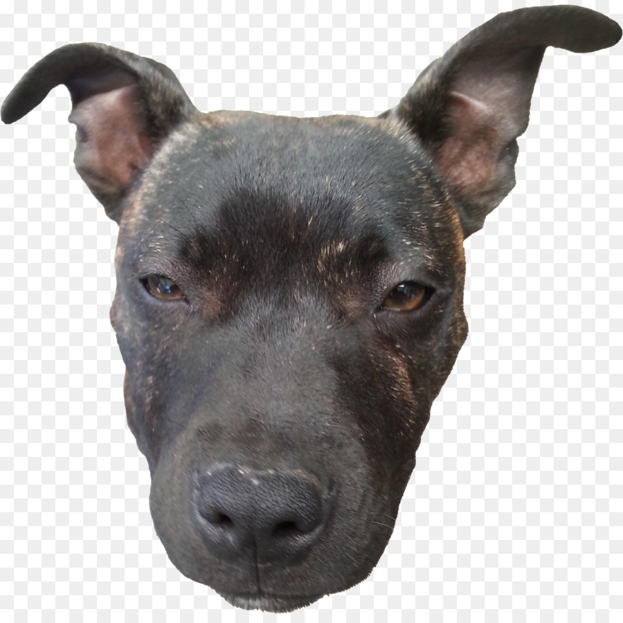 Pit Bull，Pit Bull Terrier Américain PNG