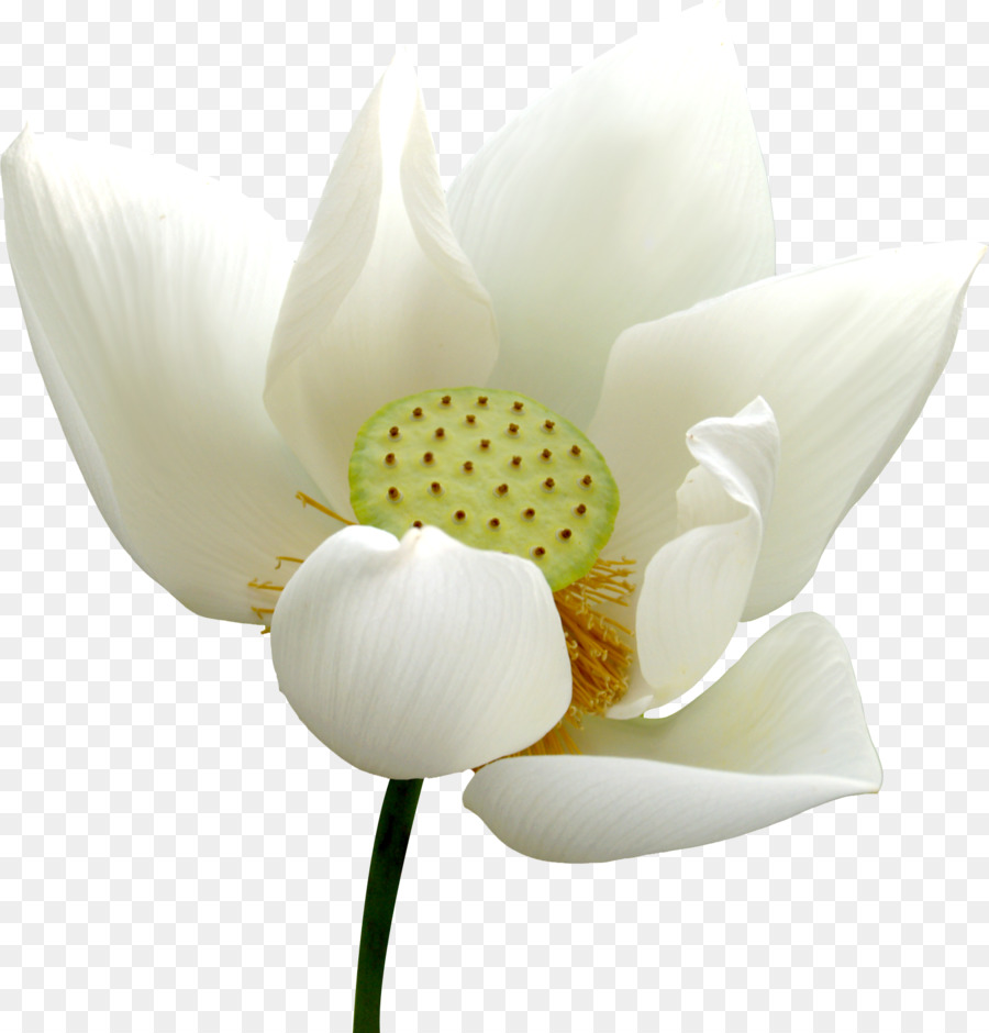 Fleur De Lotus Blanc，Lotus PNG