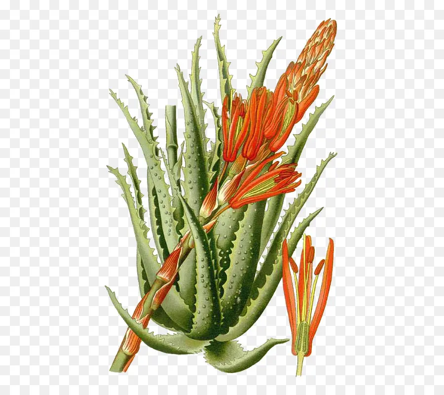 L Aloe Arborescens，L Aloe Vera PNG