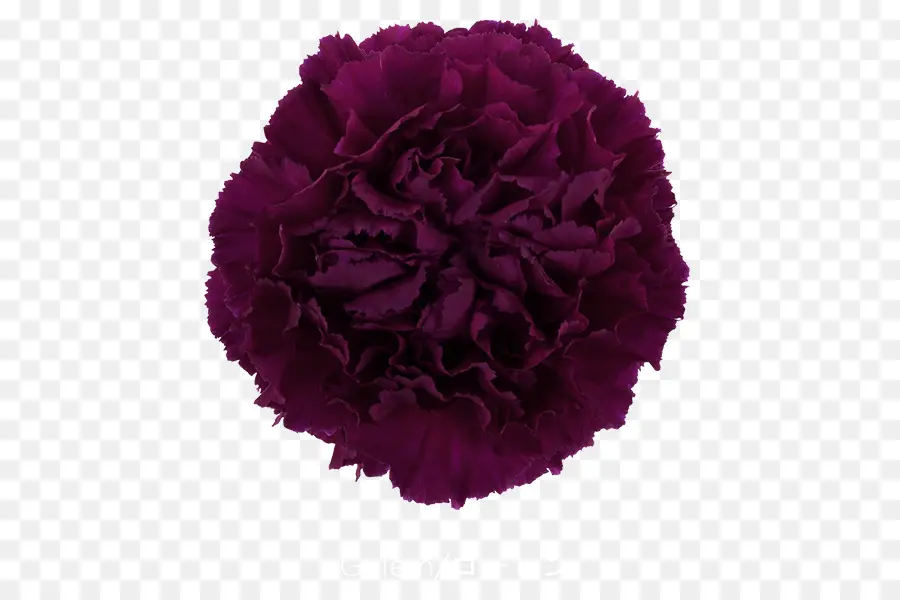 Fleur Violette，Violet PNG