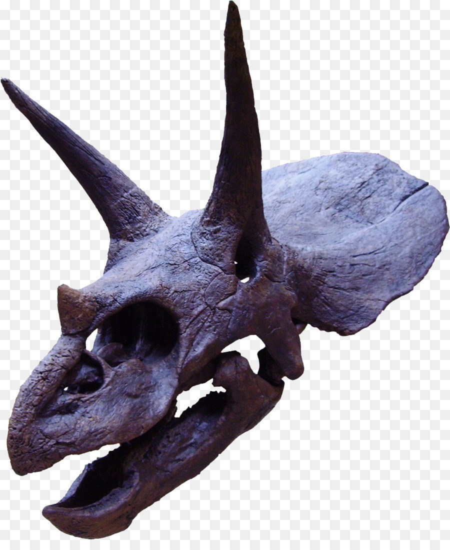 Torosaurus，Ceratopsia PNG