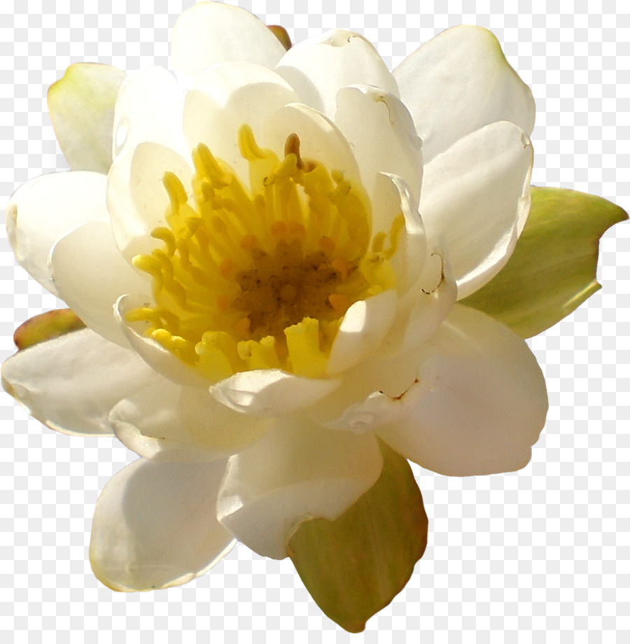 Fleur，Jaune PNG