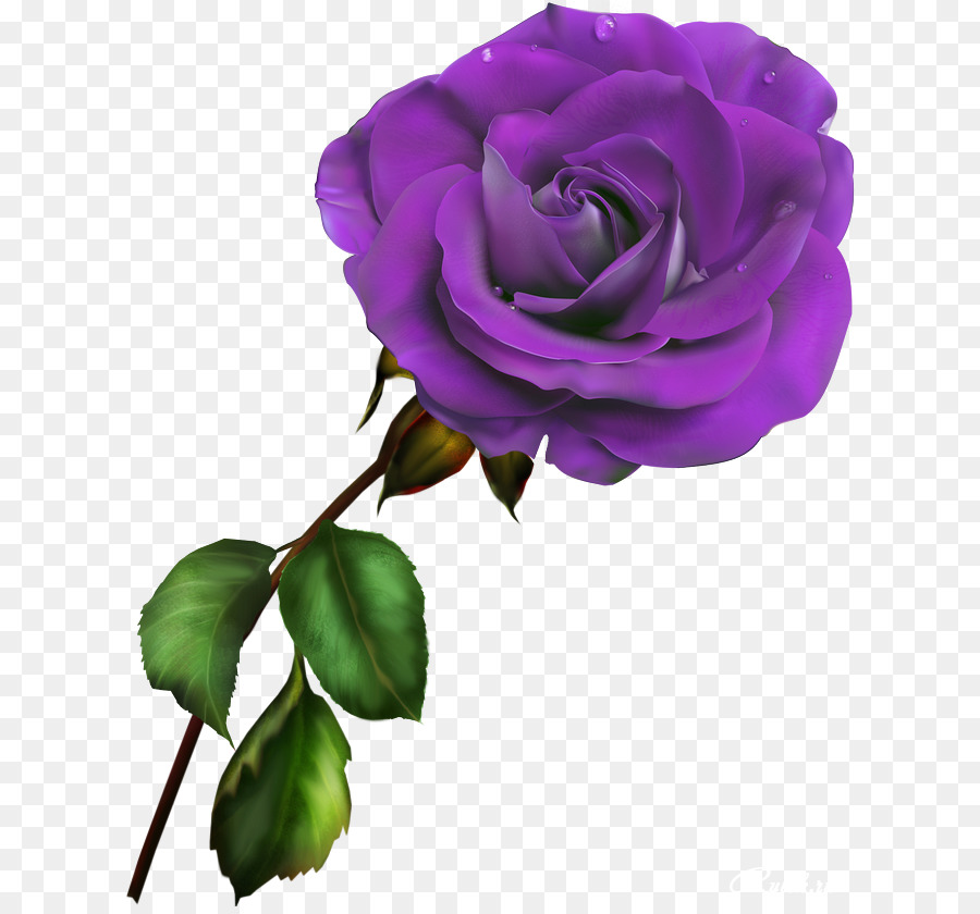 Les Roses De Jardin，Rose Bleue PNG
