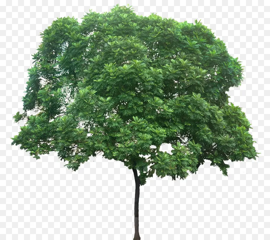 Arbre，Usine PNG