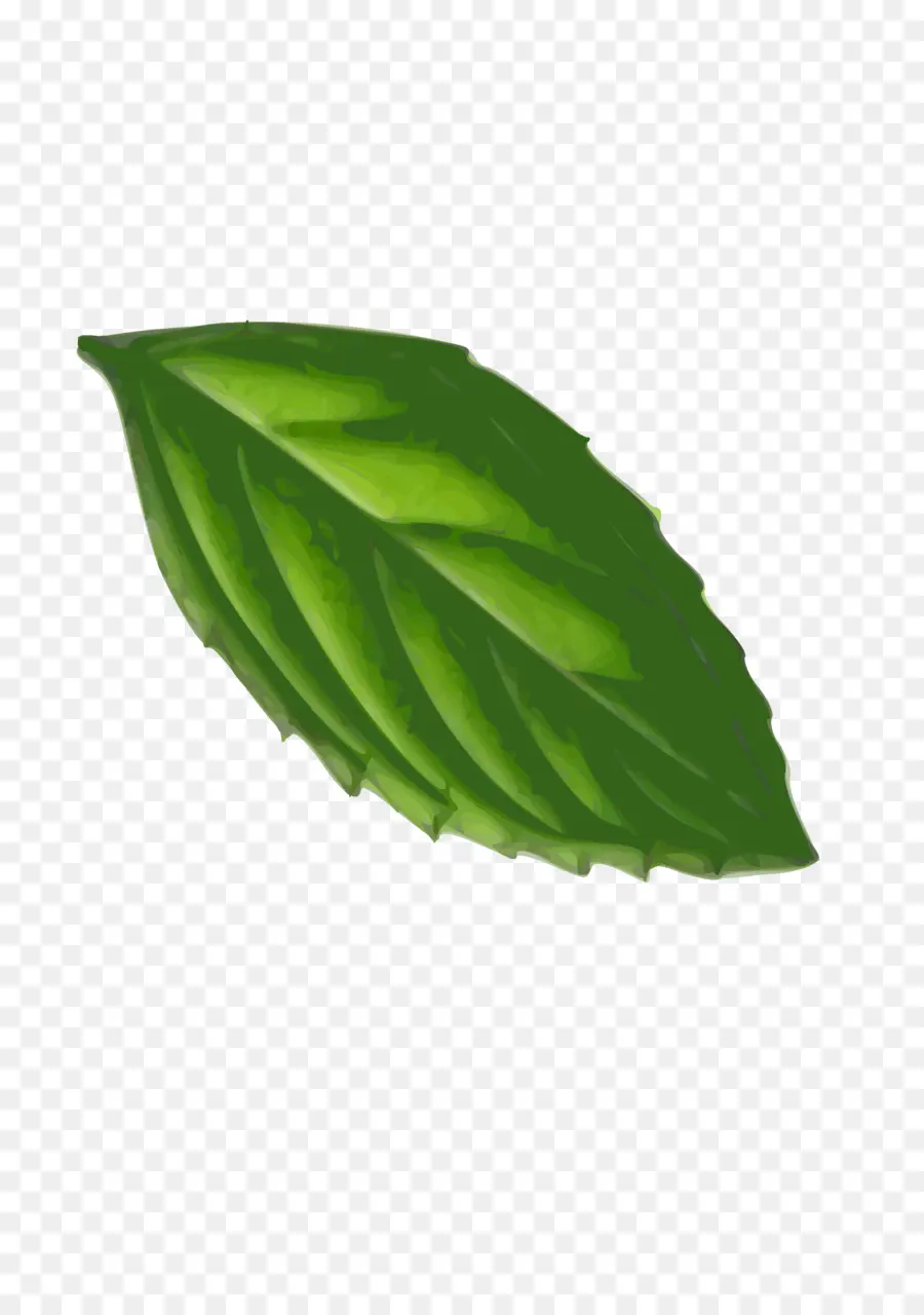 Feuille Verte，Usine PNG