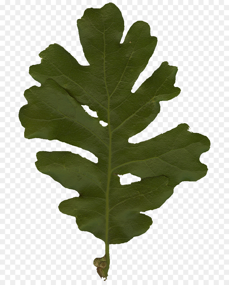 Feuille De Chêne，Arbre PNG