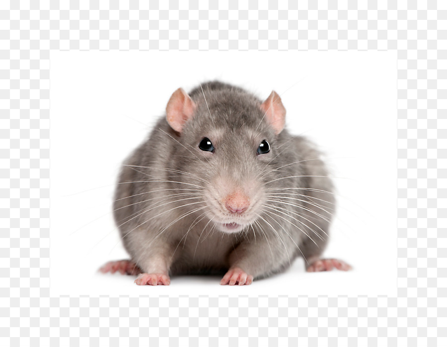 Rat Gris，Rongeur PNG