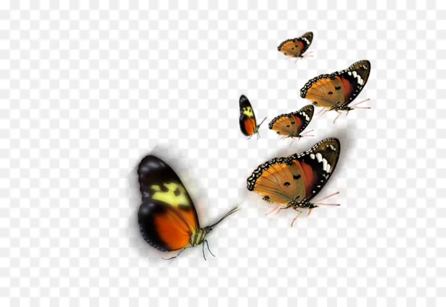 Papillons，Insectes PNG