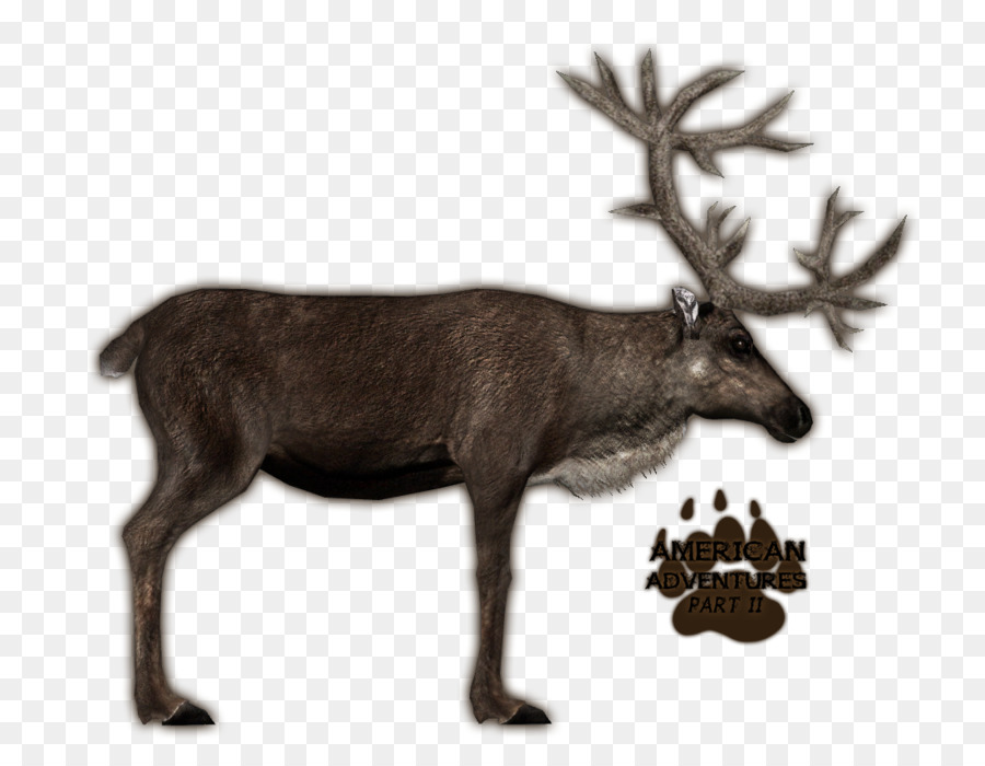 Renne，Cerf PNG