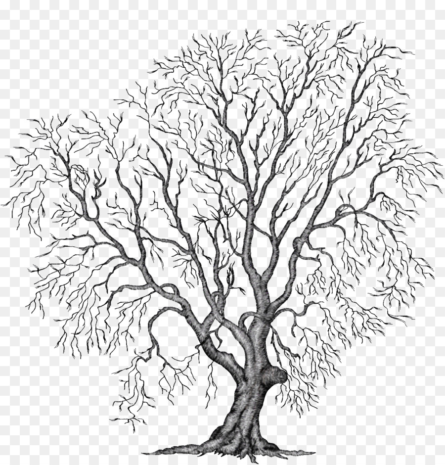 Dessin D'arbre，Esquisser PNG