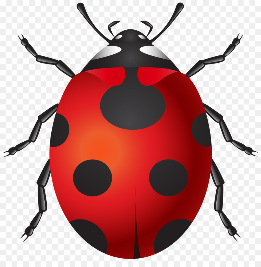 Coccinelle，Bogue PNG