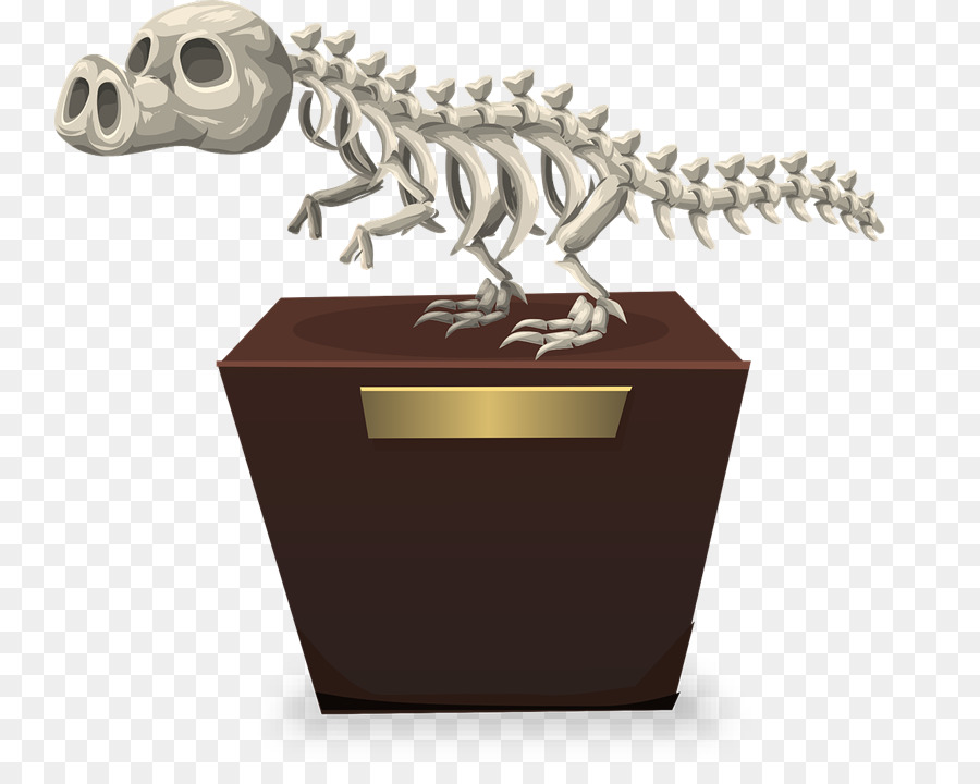 Squelette De Dinosaure，Fossile PNG