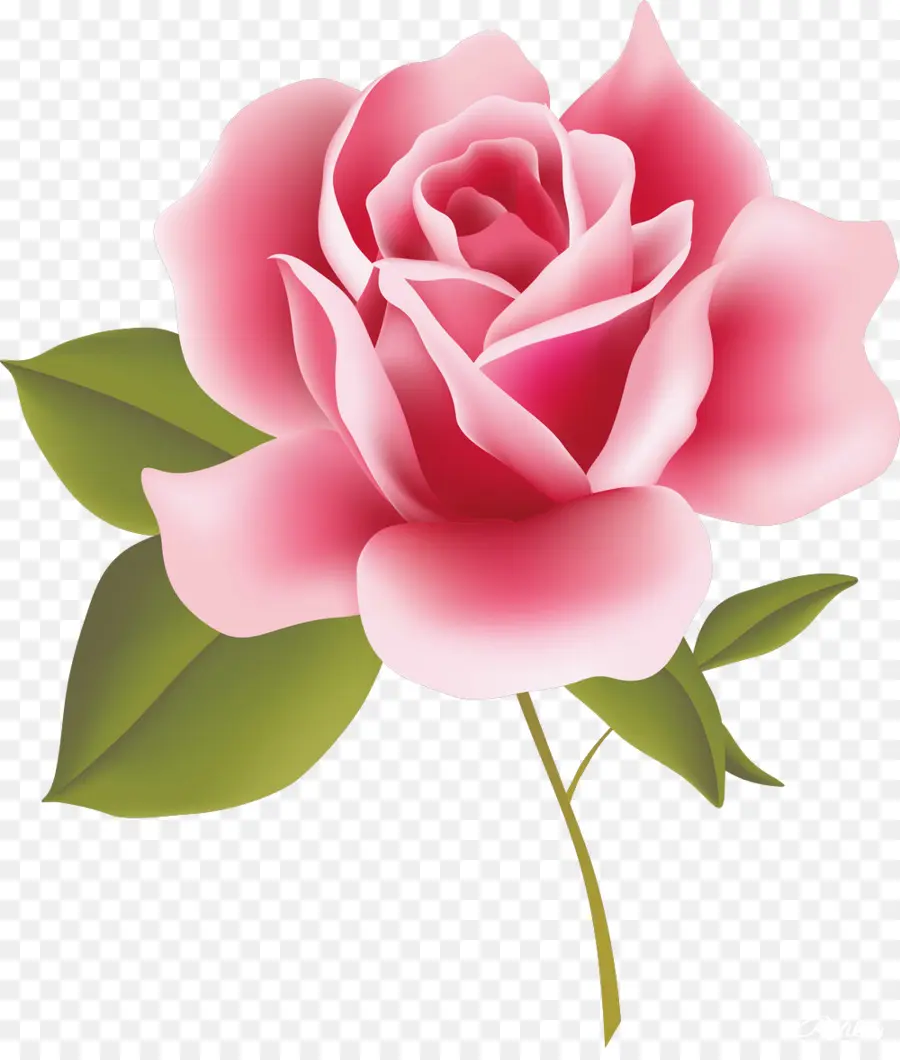 Roses De Cru Belles Variétés Pour La Maison Et Le Jardin，Rose PNG