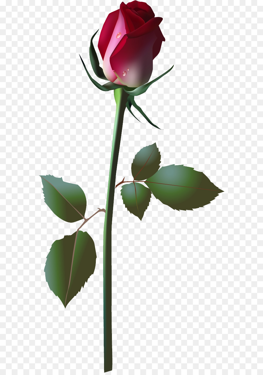 Rose，Rouge PNG