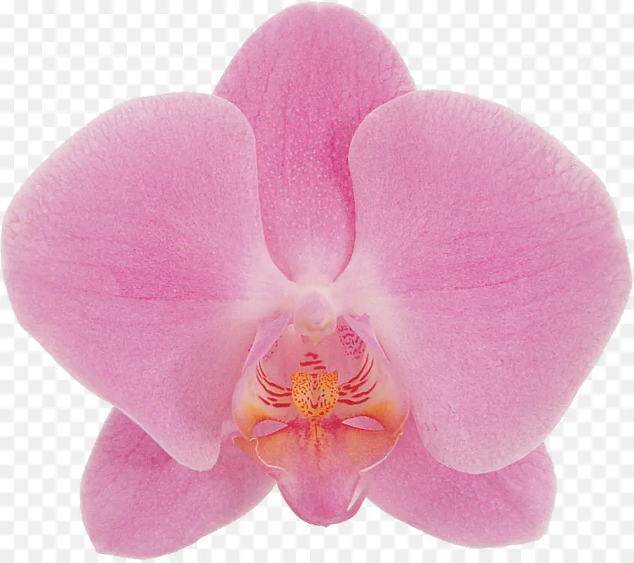 Orchidée Violette，Fleurir PNG