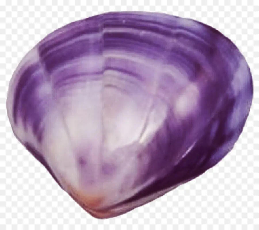 Palourde，Violet PNG