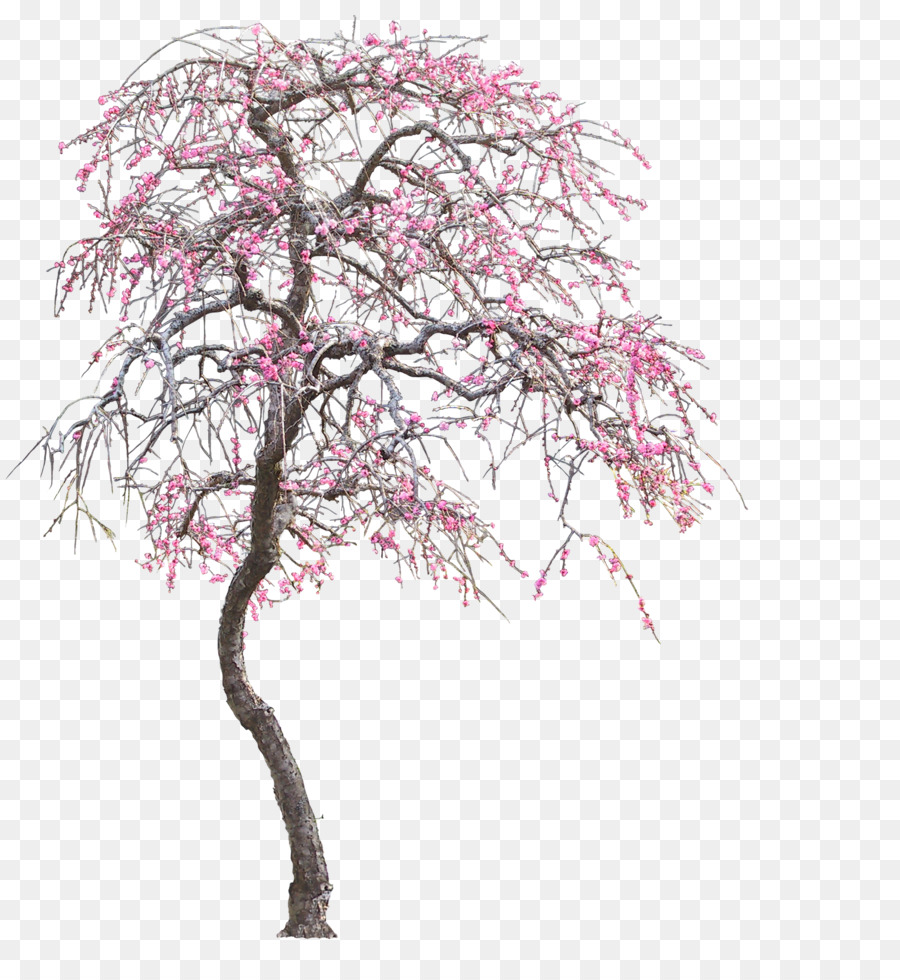 Arbre à Fleurs De Cerisier，Fleurs Roses PNG