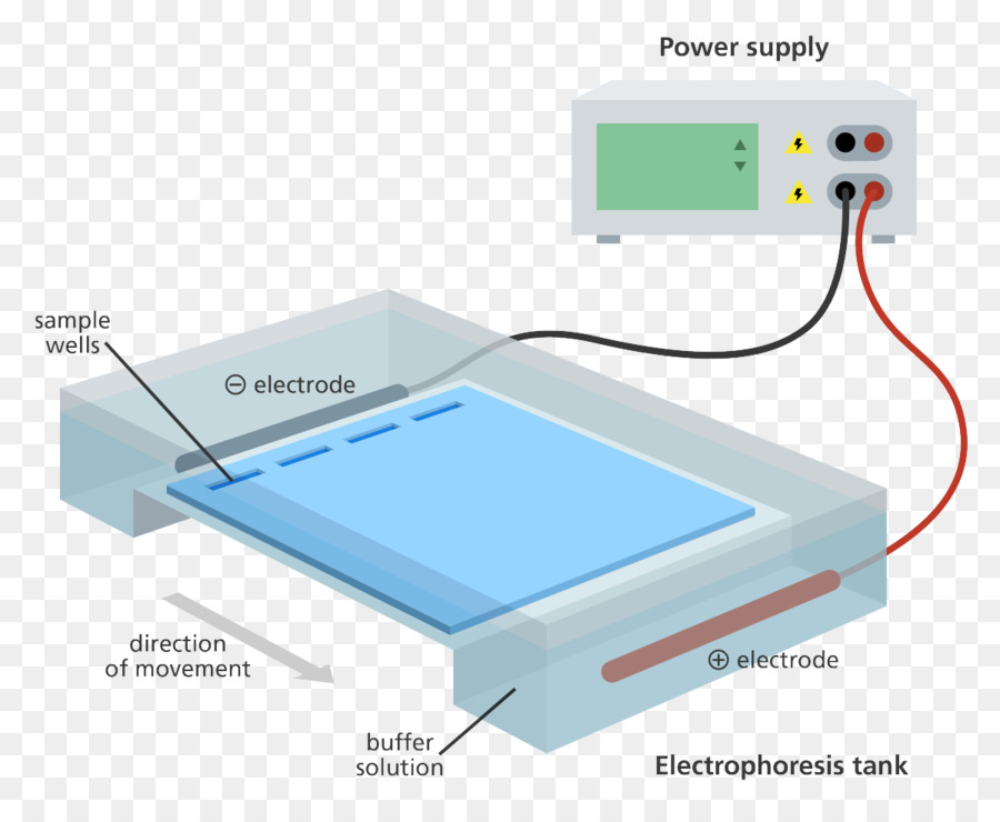 What Do The Bands In Gel Electrophoresis Represent