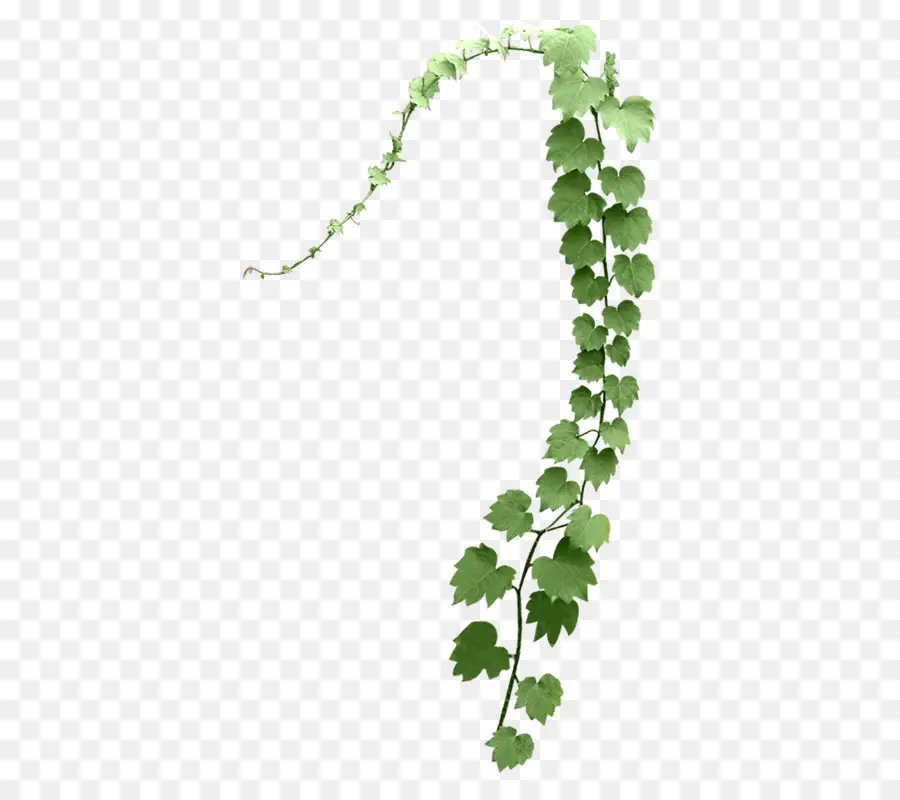 Vigne，Feuilles PNG