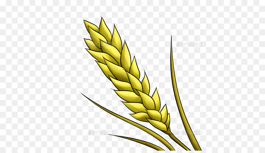 Usine De Riz，Grain PNG