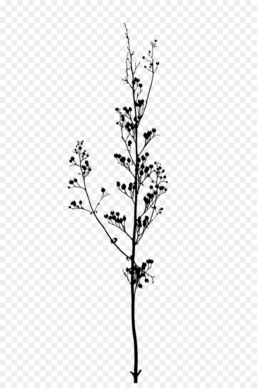 Silhouette D'une Plante，Bifurquer PNG