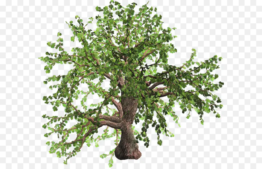 Arbre Vert，Usine PNG